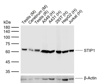 STIP1 Antibody