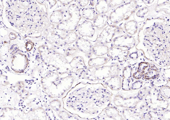 CD239 Antibody