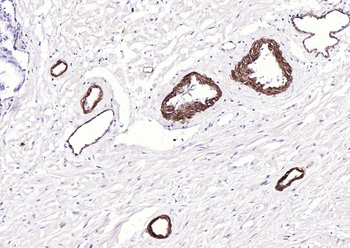 CD239 Antibody