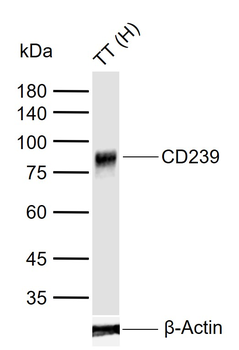 CD239 Antibody