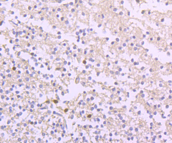 Ferritin Heavy Chain Antibody