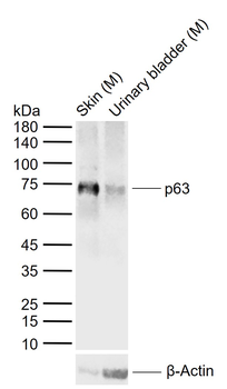 p63 Antibody