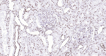 Histone H3 Ready-To-Use IHC Kit