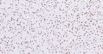 Histone H3 Ready-To-Use IHC Kit