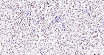 Histone H3 Ready-To-Use IHC Kit