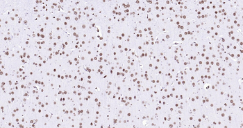 Histone H3 Ready-To-Use IHC Kit