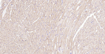 MYH6 Antibody