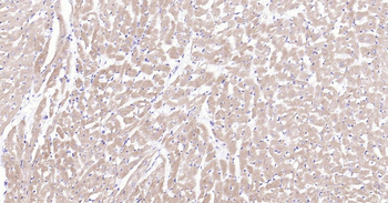 MYH6 Antibody