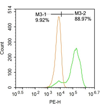 WT1 Rabbit Polyclonal Antibody