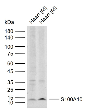 S100A10 antibody