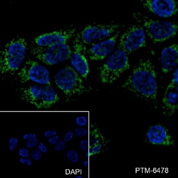 HMOX1 Antibody