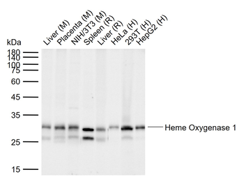 HMOX1 Antibody