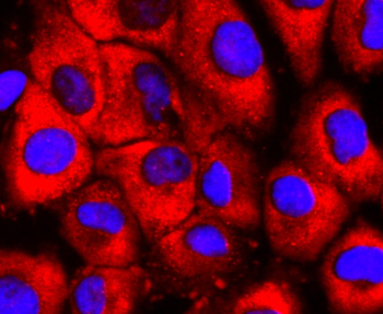 S1PR1 Antibody