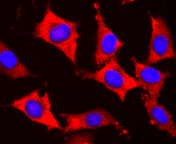 S1PR1 Antibody