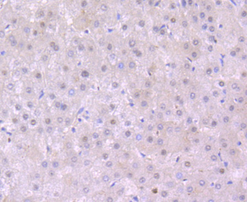 S1PR1 Antibody