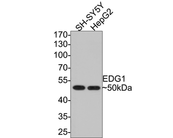 S1PR1 Antibody