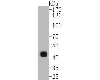 CDX2 Antibody