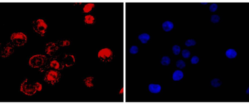 CDX2 Antibody