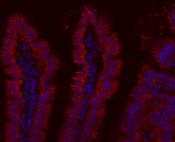 rabbit IgG Antibody (BF594)