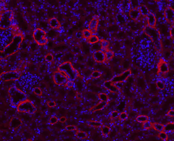 rabbit IgG Antibody (BF594)