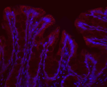 rabbit IgG Antibody (BF594)