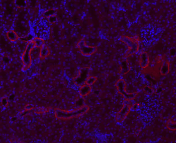 rabbit IgG Antibody (BF594)