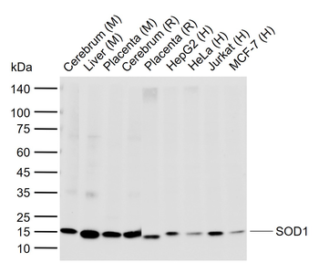 SOD1 Antibody