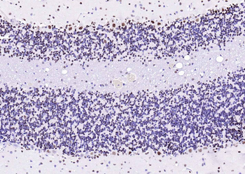 TARDBP Antibody