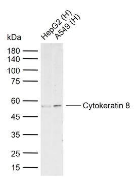 KRT8 Antibody