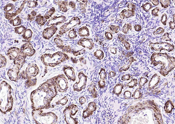 MYH11 Antibody