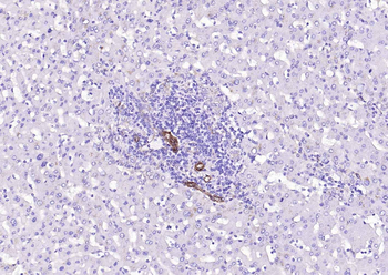 CAV1 Antibody