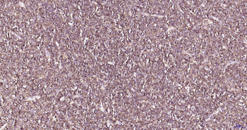 CD79A Antibody