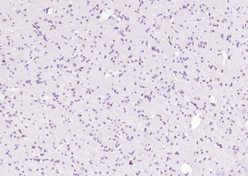 SOX2 Antibody