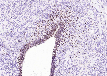 SOX2 Antibody