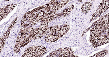 SOX2 Antibody