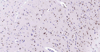 SOX2 Antibody