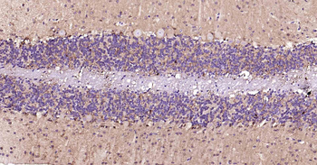 ENO2 Antibody