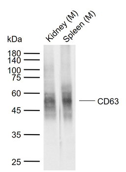 CD63 Antibody