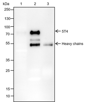 Tpbg Antibody