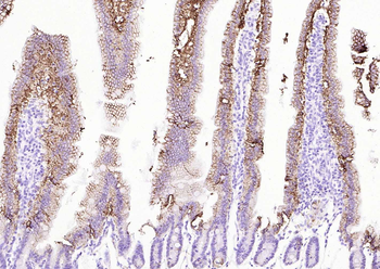 ATP1A1 Antibody