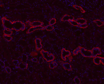 ATP1A1 Antibody