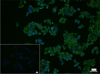 LAMP1 Antibody