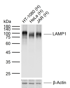 LAMP1 Antibody