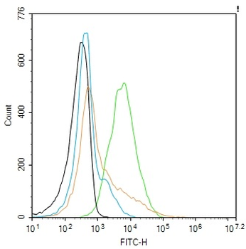 LAMP1 Antibody