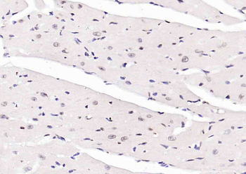 PTGES2 Antibody