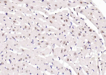 PTGES2 Antibody