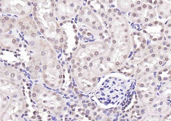 PTGES2 Antibody