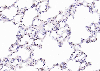 PTGES2 Antibody