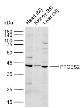 PTGES2 Antibody