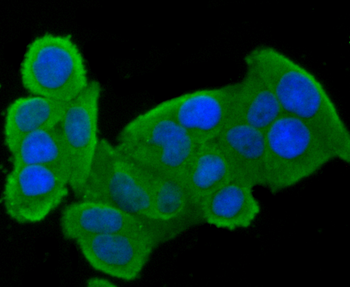 CLOCK Antibody